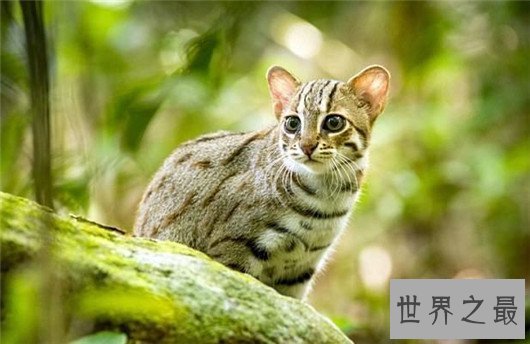 世界上最小的野猫，体重仅4斤却是顶级的猎食者