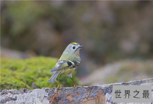 世界上最小的鸟，吸蜜蜂鸟体长仅3厘米（和硬币一样重）