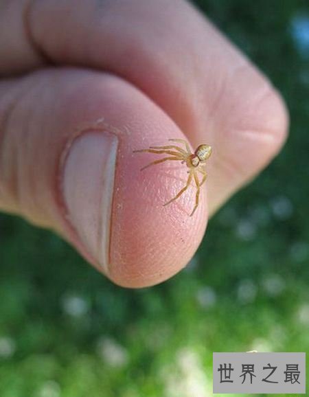 活在指尖上最小最可爱的生物(图)