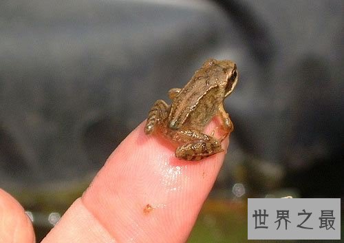 活在指尖上最小最可爱的生物(图)