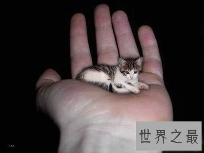 世界上最小的猫，比可乐罐还小(组图)