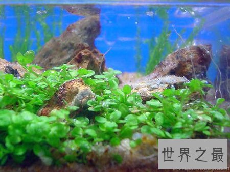 世界上最小的水族馆