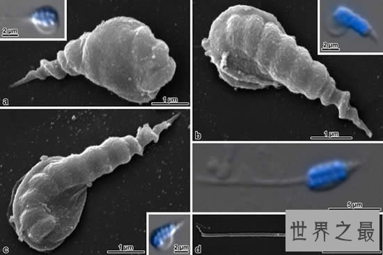 世界上最长的精子，果蝇精子长6厘米(人类1000倍)