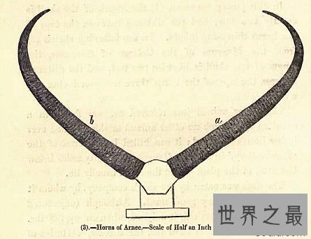 世界上最长的动物角