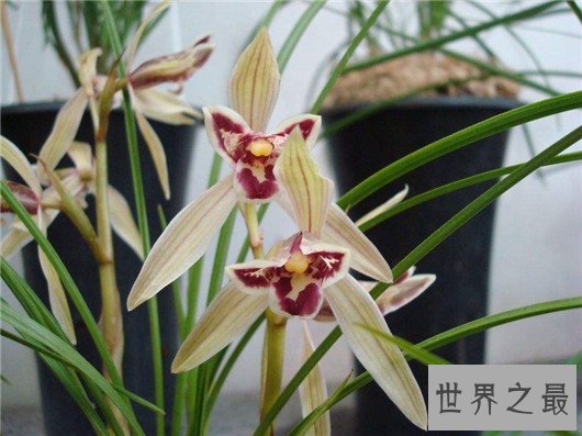 世界上最贵的10种鲜花，斯里兰卡仙人掌花有市无价