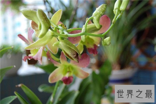 世界上最贵的10种鲜花，斯里兰卡仙人掌花有市无价