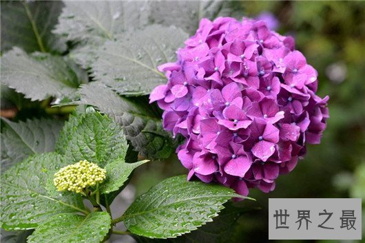 世界上最贵的10种鲜花，斯里兰卡仙人掌花有市无价