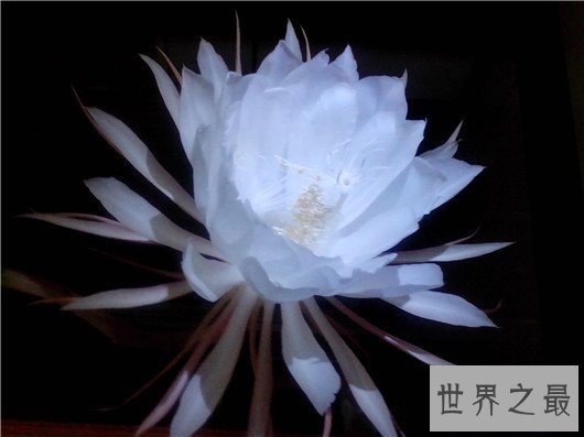 世界上最贵的10种鲜花，斯里兰卡仙人掌花有市无价