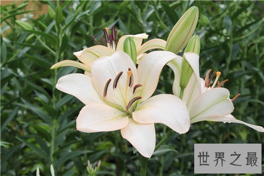 世界上最贵的10种鲜花，斯里兰卡仙人掌花有市无价