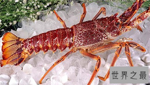 世界上最贵的龙虾,澳洲龙虾上榜(近千元一斤)