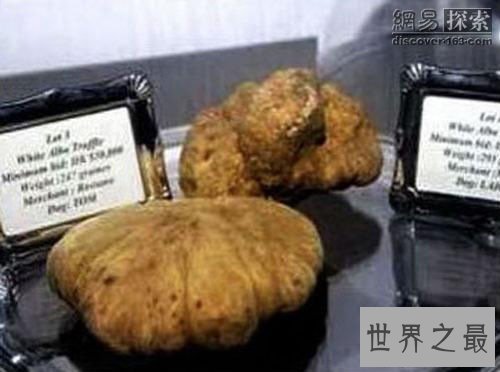 世界上最贵的蘑菇