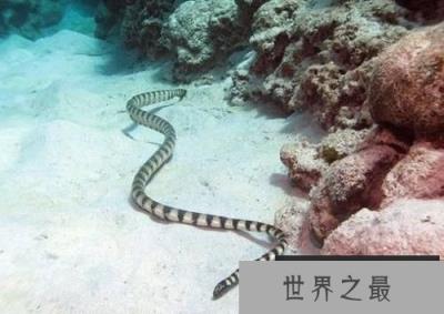 世界上最致命的蛇：海蛇，比眼镜蛇还毒(被咬后无痛感)