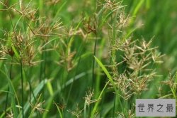 世界十大恶性杂草 香附子第一，豚草、水葫芦上榜