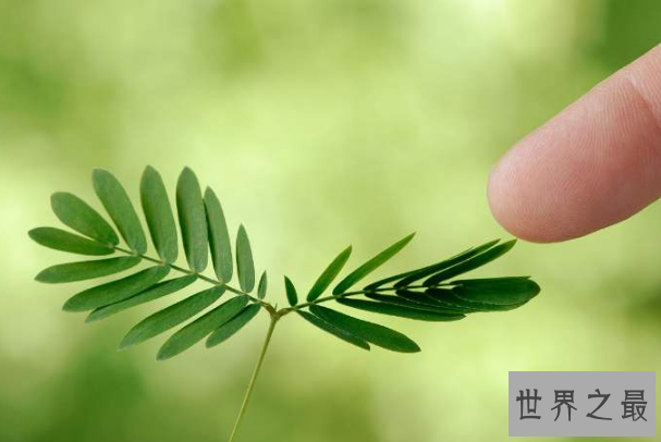 世界最奇怪的十大植物 会跳舞的草，你见过吗