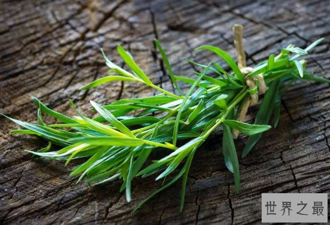 世界十大最香的植物 迷迭香仅排第九，你认识几种