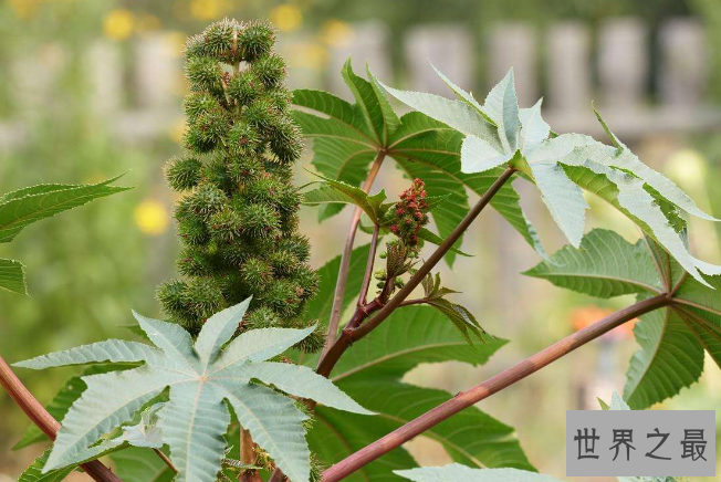 世界十大最危险植物 这些含有剧毒的植物，你认识几个