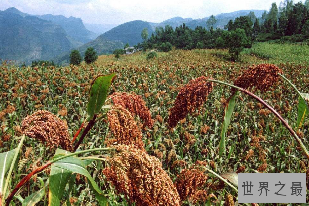 世界十大害草 水葫芦上榜，香附子排第一