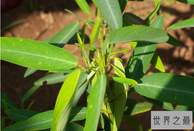 世界十大奇特的植物 第一生存力超强，寿命可达1500年