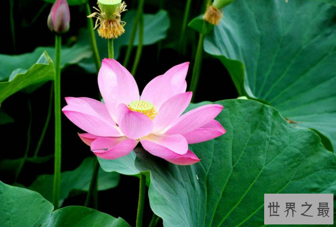 世界十大香花 栀子花排第一，茉莉花最受欢迎