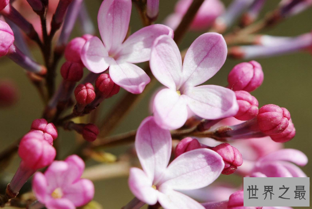 世界十大香花 栀子花排第一，茉莉花最受欢迎