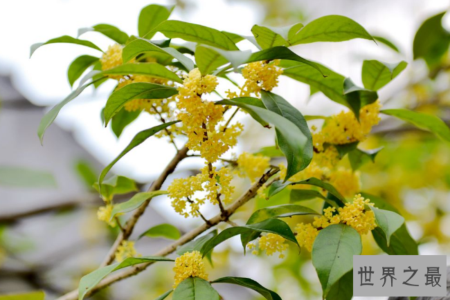 世界十大香花 栀子花排第一，茉莉花最受欢迎