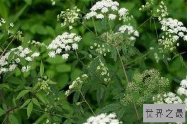 世界有毒十大植物 乌头又称毒药女王，鸡母珠三毫克就能致死