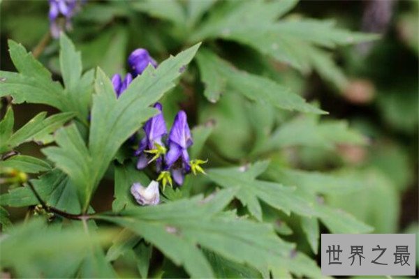 世界有毒十大植物 乌头又称毒药女王，鸡母珠三毫克就能致死