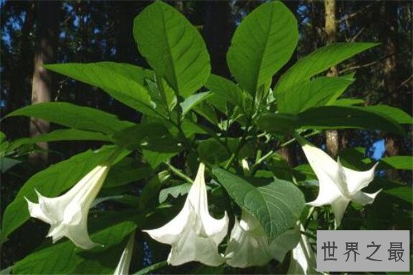 世界有毒十大植物 乌头又称毒药女王，鸡母珠三毫克就能致死