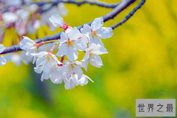 世界上十大名花