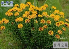 野外十大常见有毒植物，第1断肠草吃了可断肠