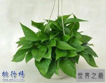 家中养什么植物好？适合家养的十种植物！