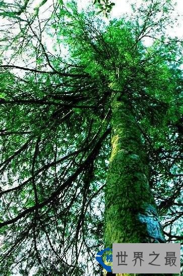 中国最稀有的十大植物 银杏树是树中的老寿星