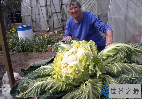 世界上最大的花菜破最大蔬菜记录