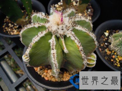 名贵多肉植物Top10花笼 市场价19000元