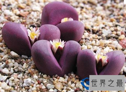 名贵多肉植物Top10石花 市场价：稀有花纹群生售价在1000-2000