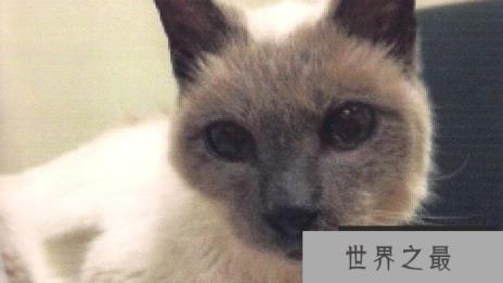 世界上年龄最大的猫，30岁的猫打破世界纪录(www.1357vip.com)