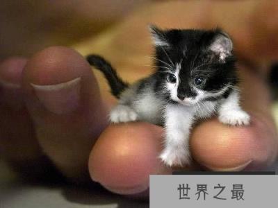 世界上最小的猫，比可乐罐还小(组图)(www.1357vip.com)