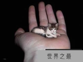 世界上最小的猫，比可乐罐还小(组图)(www.1357vip.com)