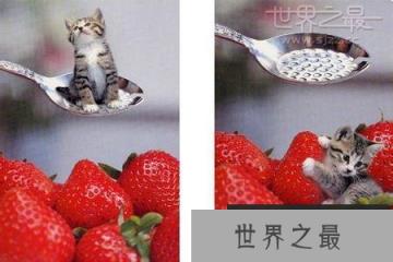 世界上最小的猫，比可乐罐还小(组图)(www.1357vip.com)