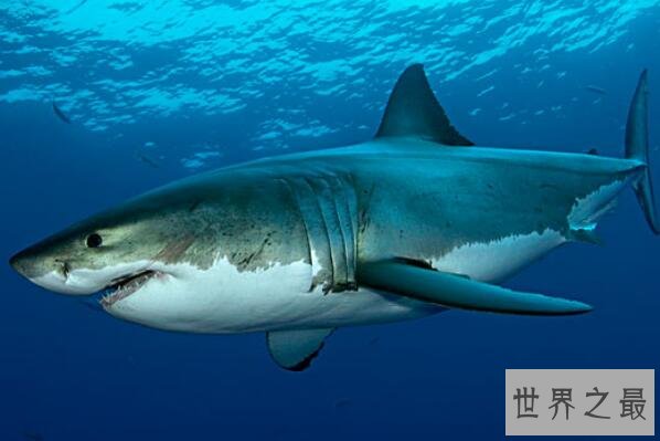 世界上十大最凶猛的鱼类 大白鲨第一，黑色食人鱼上榜