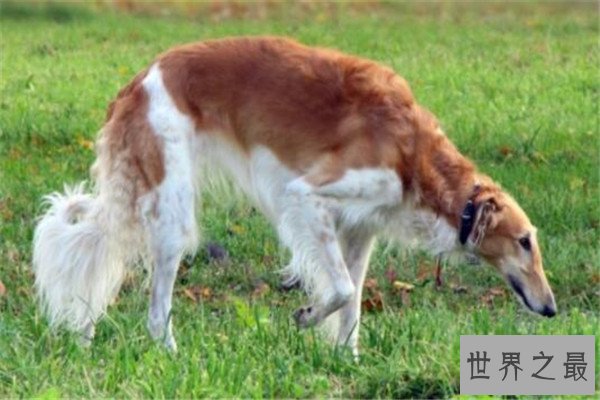 世界十大傻狗排名 哈士奇都没进前三，斗牛犬超凶猛