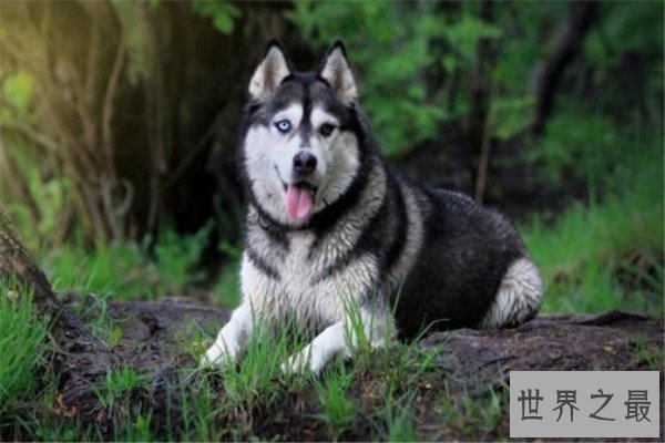 世界十大傻狗排名 哈士奇都没进前三，斗牛犬超凶猛