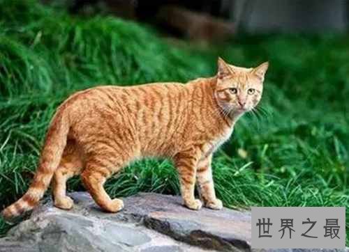 中国土猫有哪些品种？中国土猫品种排行榜