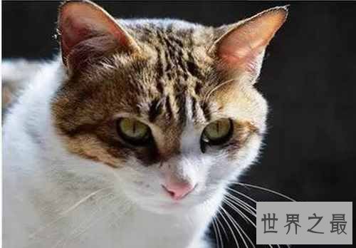 中国土猫有哪些品种？中国土猫品种排行榜