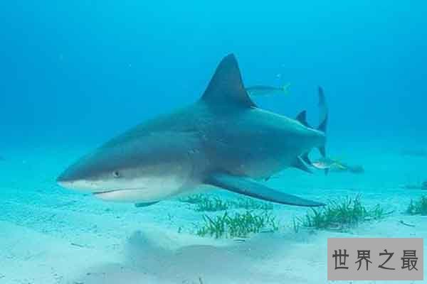 世界上最凶猛的海洋生物：湾鳄上榜  鲨鱼类最凶猛