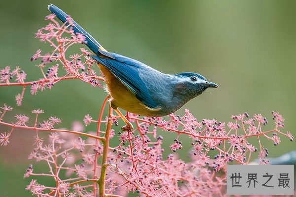 10大最漂亮的鸟排行榜