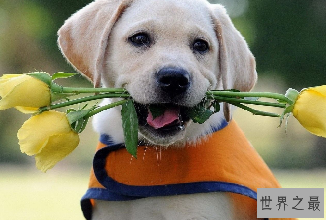 世界最聪明的十大名犬 贵宾排第二，拉布拉多仅第七