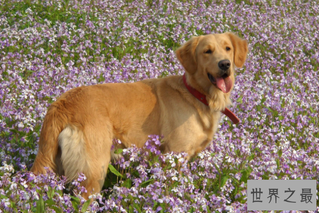 世界最聪明的十大名犬 贵宾排第二，拉布拉多仅第七