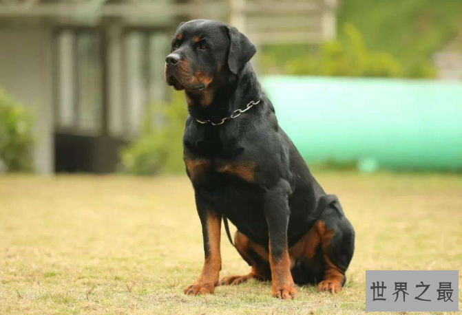 世界最聪明的十大名犬 贵宾排第二，拉布拉多仅第七