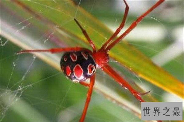 世界最毒十大蜘蛛 红背蜘蛛上榜，悉尼漏斗网蛛15分钟能致死